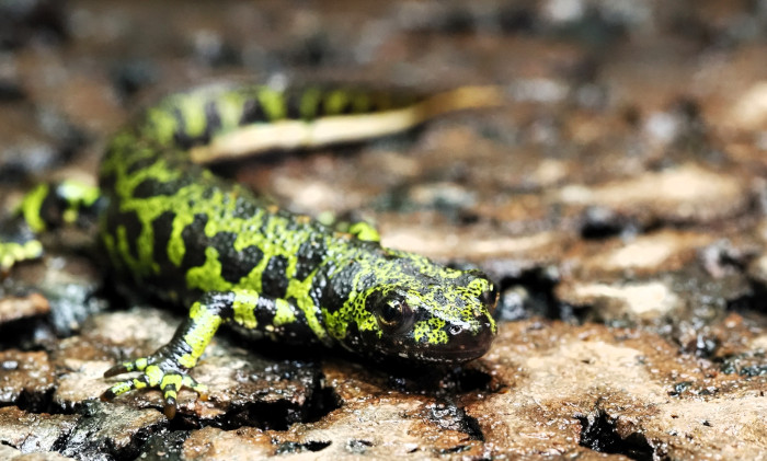 Tritón jaspeado localizado en La Casa de Río de Valladolid. Foto: Fernando Blanca / GREFA.