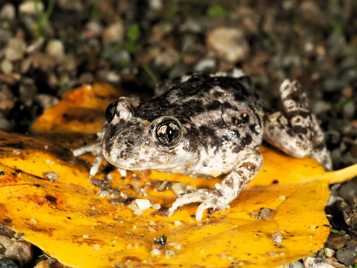 Sapo partero fotografiado en un parque urbano de Valladolid. Foto: Fernando Blanca / GREFA.