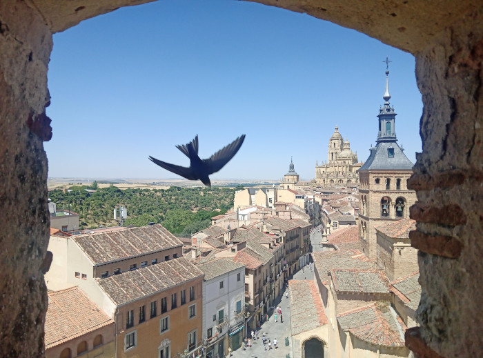 Vencejo común a punto de acceder a uno de los nidos en bocateja que implementamos en el Torreón de Lozoya (Segovia).