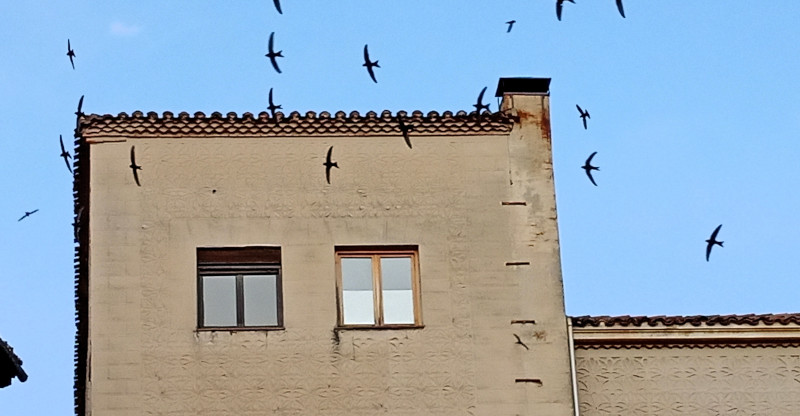 Un bando de vencejos vuela delante del Palacio de los Condes de Alpuente. Fotografía realizada durante el estudio de fauna previo a la obra.