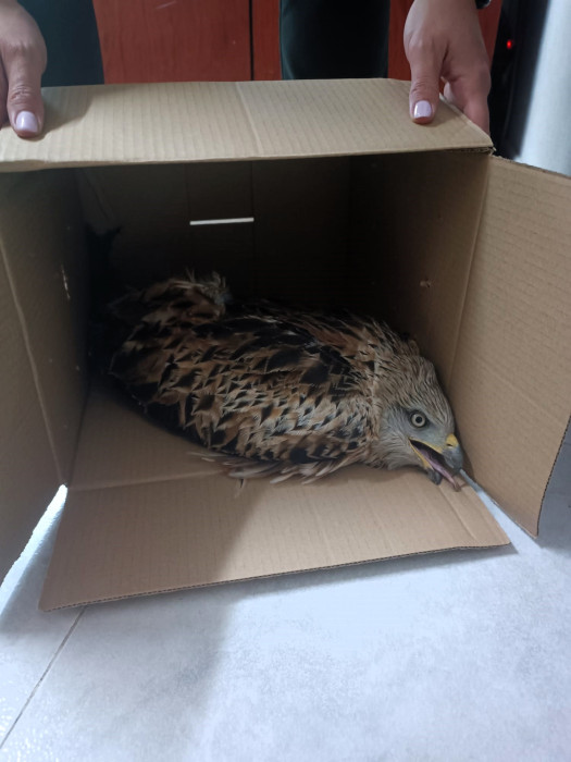 Milano real rescatado en Valdetorres de Jarama (Madrid).