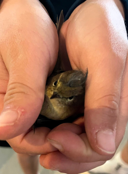 Mosquitero encontrado en Majadahonda (Madrid).