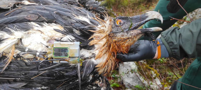 Cadáver de "Centenario", quebrantahuesos recientemente envenenado en Cantabria (foto: FCQ).