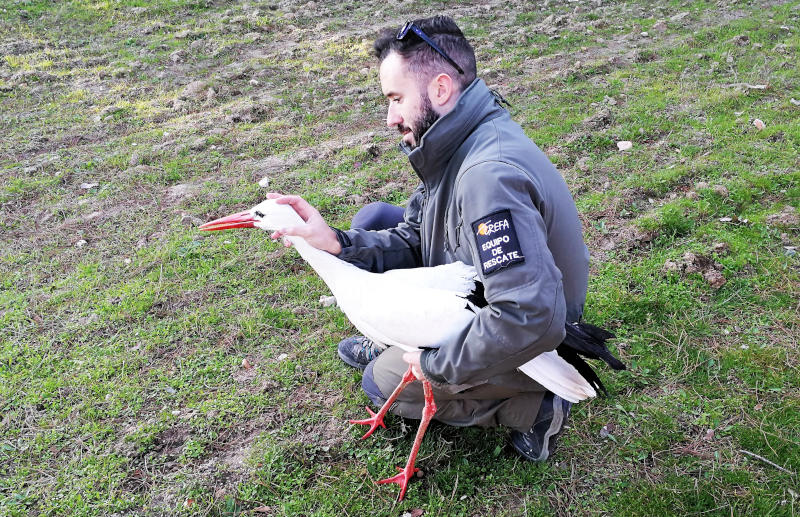 Un voluntario del Equipo de Rescate de GREFA libera una cigüeña blanca. 