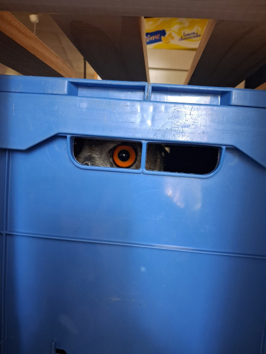 Búho real rescatado tras ser atropellado por un vehículo.