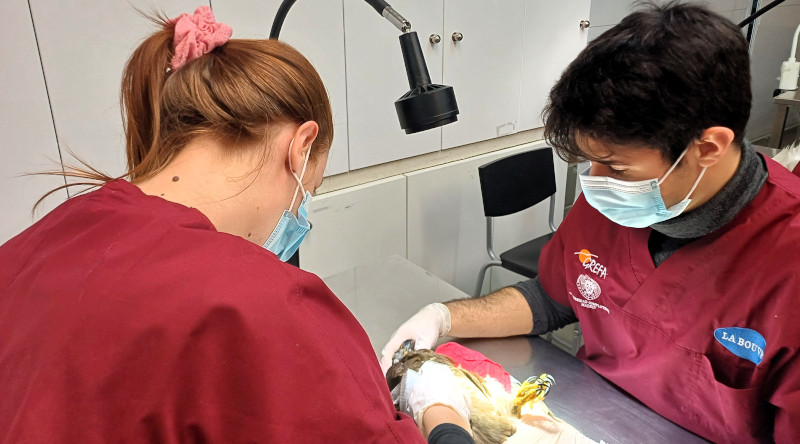 Alumnos del curso practican técnicas de inmovilización en el Hospital de Fauna Salvaje de GREFA en Majadahonda (Madrid).