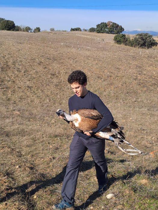 Alumno transporta durante el desarrollo del curso un buitre leonado tras una prueba de vuelo.
