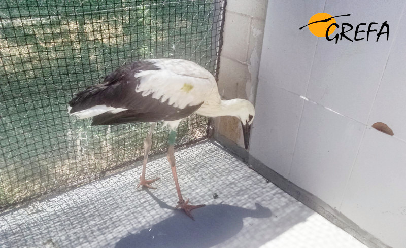 El pollo de cigüeña blanca "Brunete" se recupera en las instalaciones de GREFA.