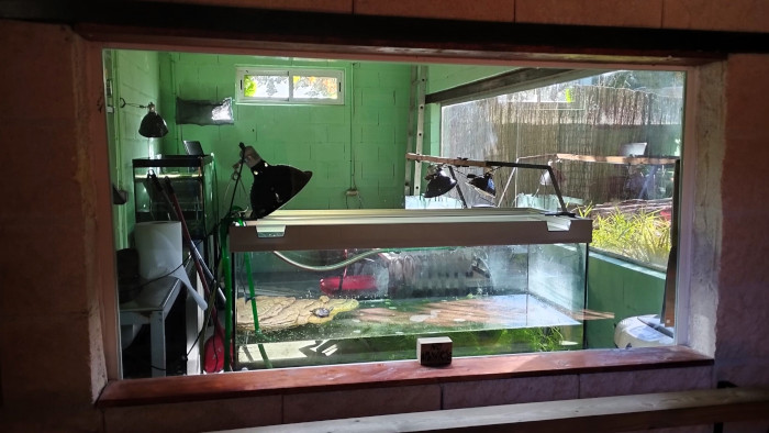 Uno de los cristales instalados permite la observación del acuario en el que se encuentran las crías de galápago europeo.