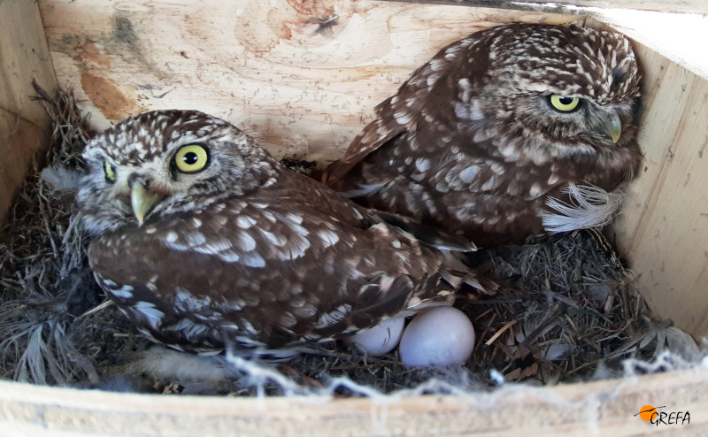 Una pareja de mochuelos incuba su puesta en una caja nido en Villalón de Campos (Valladolid).