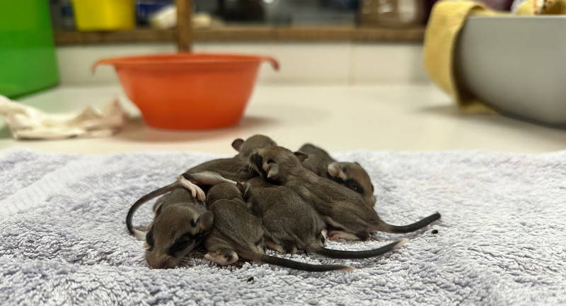 La camada de pequeños lirones caretos al llegar al área de Pequeños Animales Huérfanos de GREFA.