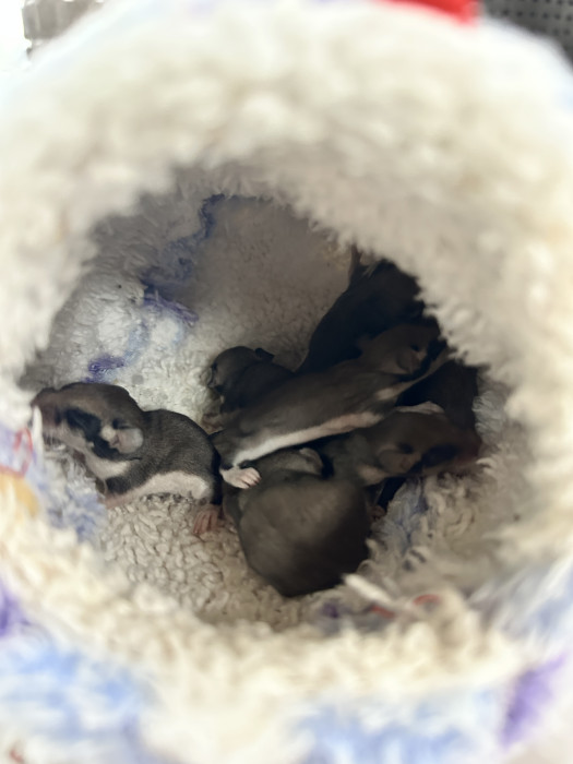 Los lirones dentro de un cubículo acondicionado como madriguera en GREFA.