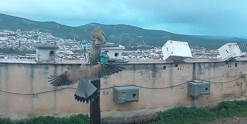 Los dos primeros machos de cernícalo primilla (el que está posado con plumaje de transición a adulto) que han llegado a la colonia del silo de Baena (Córdoba), con algunos nidales movidos por el fuerte viento (foto procedente de cámara de vigilancia).
