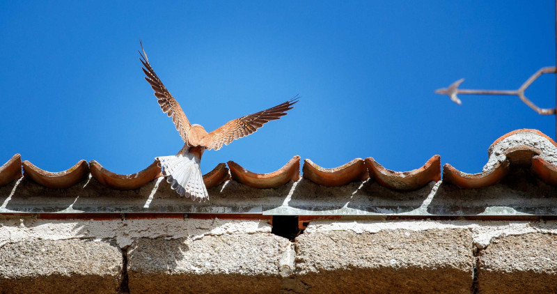 Cernícalo primilla a punto de entrar en el nido diseñado por GREFA en el alero de la iglesia de Balisa (Segovia).