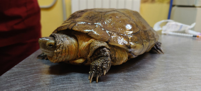 Galápago leproso con deformaciones del caparazón compatibles con una crianza en cautividad.