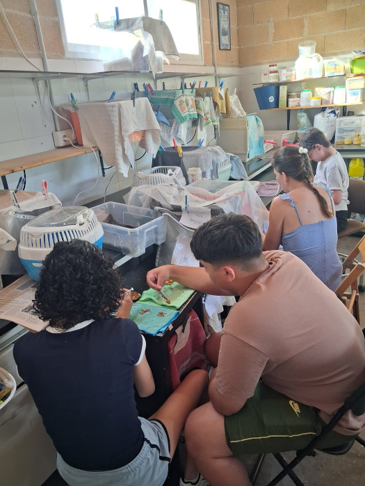 Voluntarios alimentan a los pollos ingresados en la nursería de GREFA.