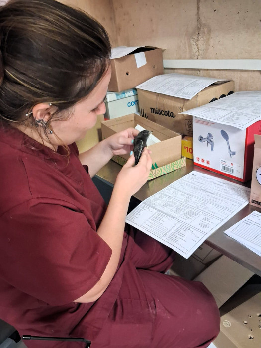 Una veterinaria de GREFA examina a un vencejo ingresado.