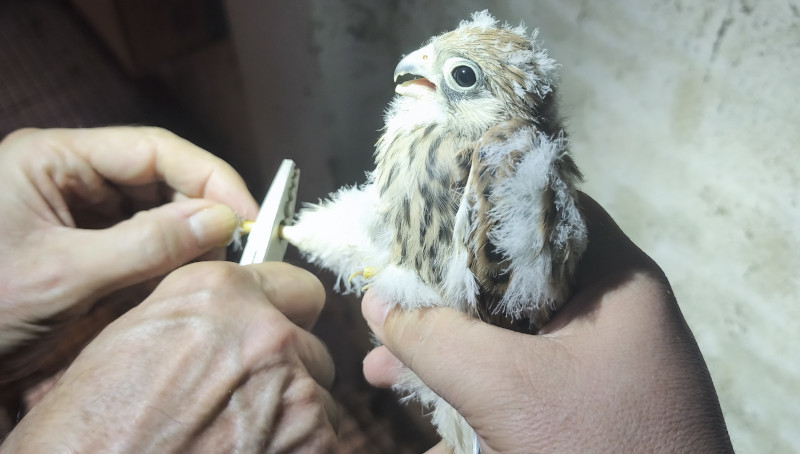 Un pollo de cernícalo primilla es anillado en el primillar de Quer (Guadalajara).