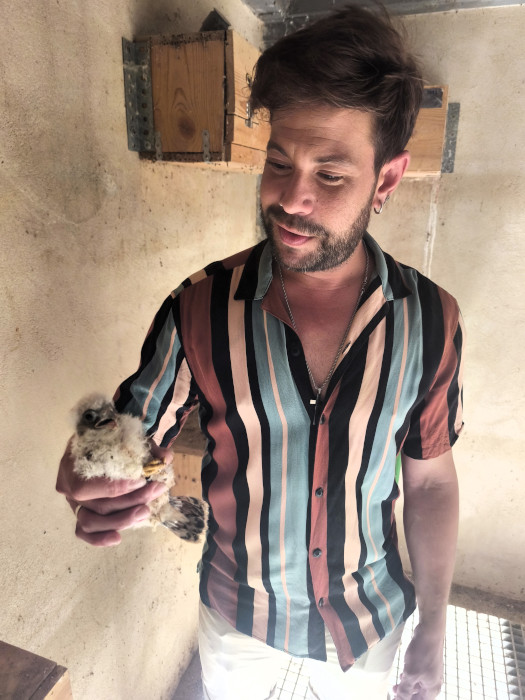 Jorge Paris, concejal de Medio Ambiente de Quer, con un pollo de cernícalo primilla en el primillar ubicado en el municipio.