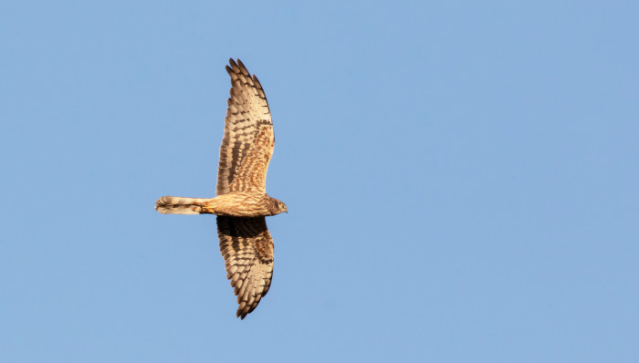 Hembra de aguilucho cenizo en vuelo. Foto: Pedro Alves.