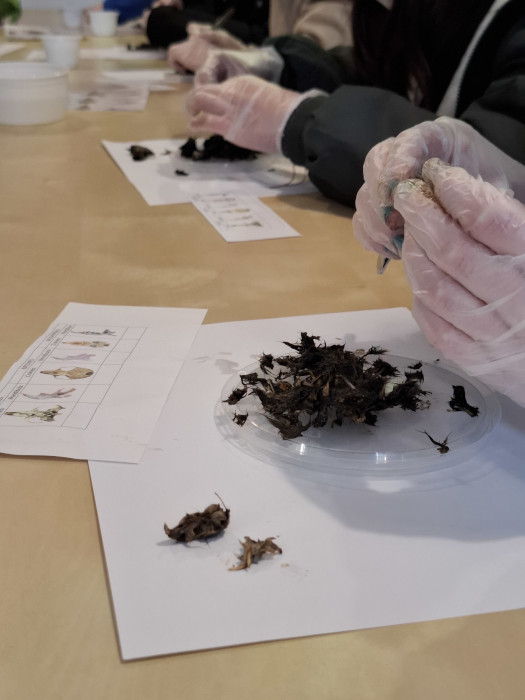 Taller de disección de egagrópilas.