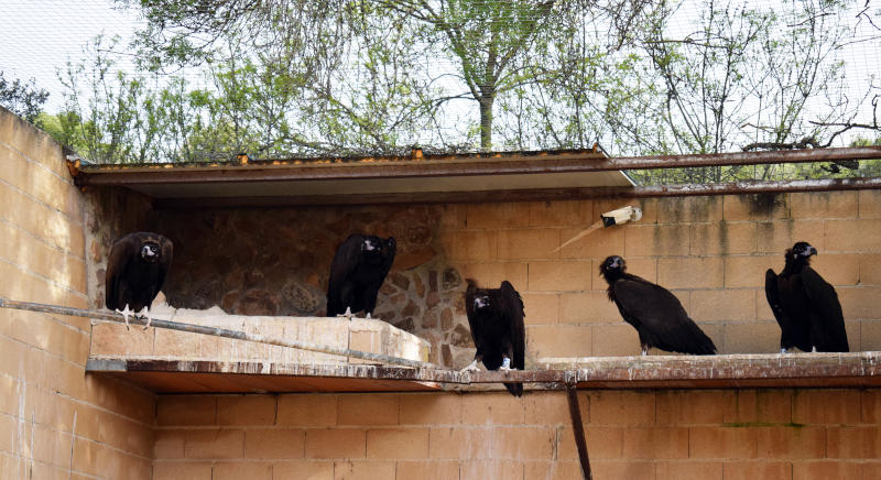Los cinco buitres negros recientemente trasladados a Bulgaria cuando aún permanecían en las dependencias de GREFA en Majadahonda (Madrid).