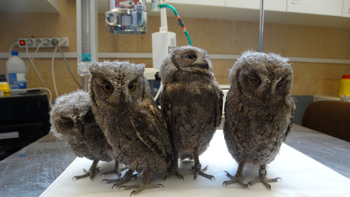 Pollos volantones de autillo en la enfermería de GREFA tras ser rescatados al verse afectados por una ola de calor. El vídeo centra buena parte de su contenido en la labor de nuestro hospital de fauna salvaje.