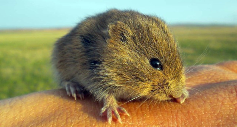 Topillo campesino sujetado por un investigador. Las dinámicas poblacionales de estos roedores se caracterizan por fluctuaciones cíclicas de densidad y abundancia.