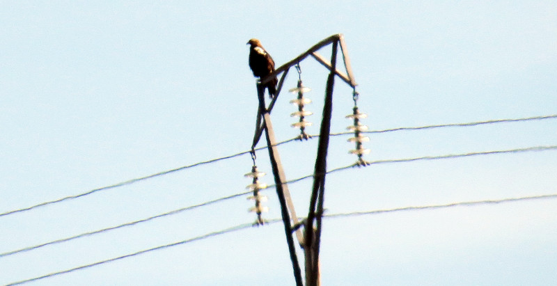 Águila imperial posada en un tendido eléctrico.