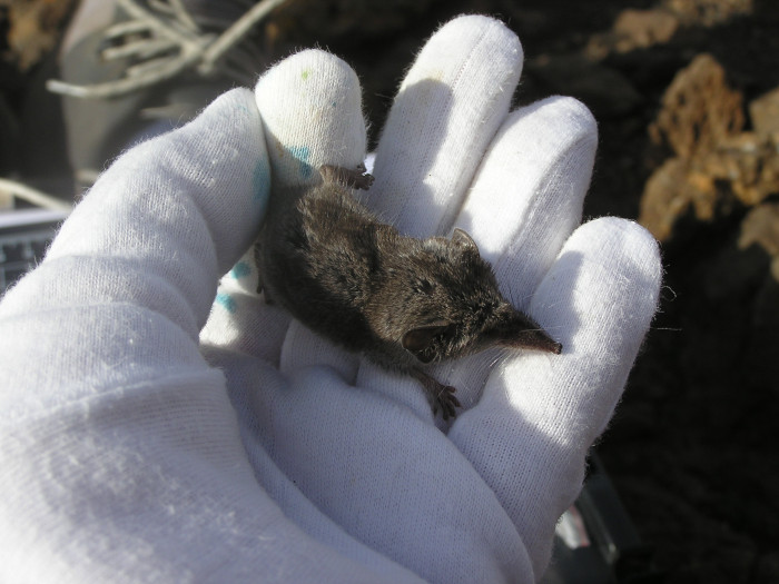 Cría de musaraña canaria capturada en Lanzarote a finales de noviembre de 2024. Era la primera vez que se capturaba una cría de esta especie.