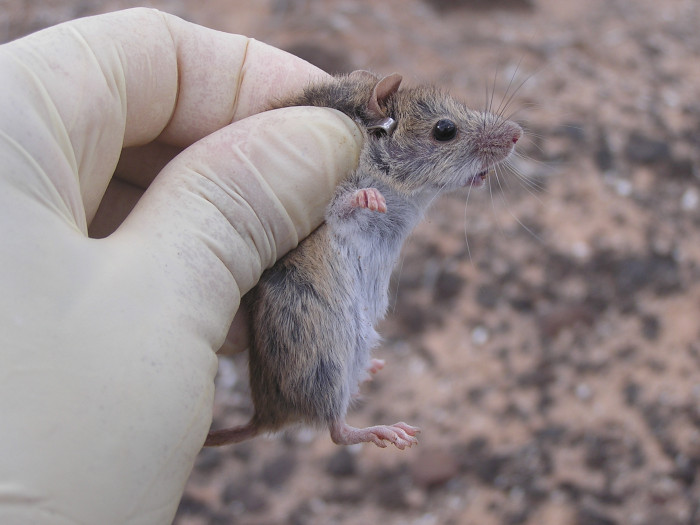 Ratón casero capturado durante los muestreos realizados en el islote de La Graciosa. El ejemplar lleva un crotal para micromamíferos con un número de identificación.