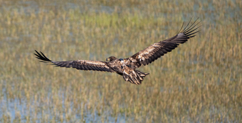 El pollo de pigargo europeo "Aquila" en vuelo, con la vegetación palustre de un embalse cantábrico de fondo.