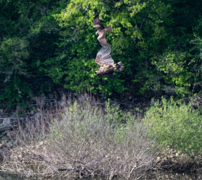 Un milano negro expulsa de su territorio al pigargo "Aquila" durante la fase de dispersión juvenil.