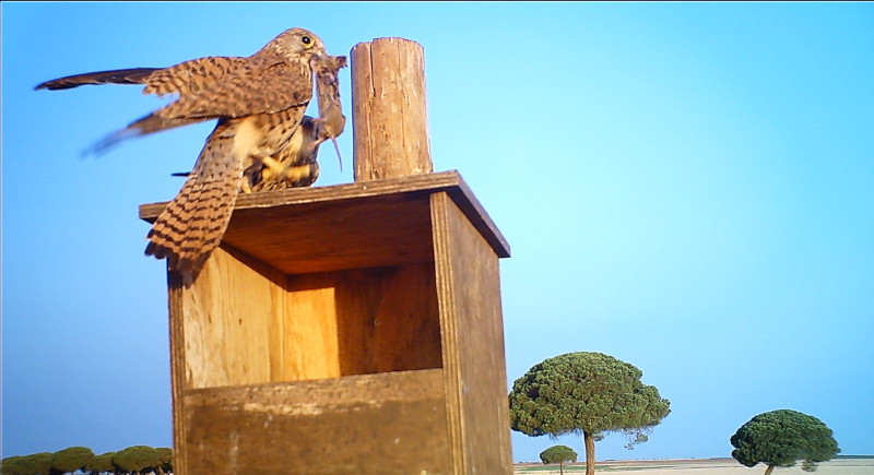 Imagen de fototrampeo de un cernícalo vulgar con un topillo en el pico, que se dispone a alimentar a sus pollos en una caja-nido.