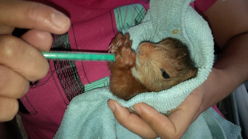 Una voluntaria de GREFA da de comer a una cría de ardilla.