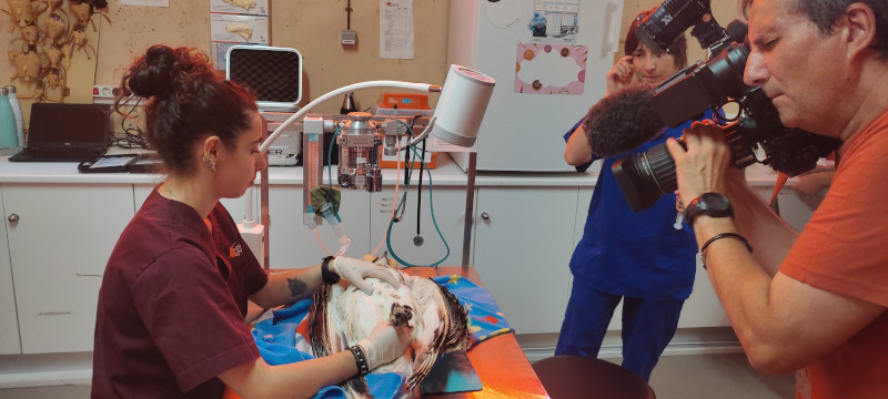 Un cámara de televisión graba una intervención a un águila culebrera en el hospital de fauna de GREFA.