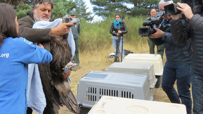 Grabación del manejo de un buitre negro en la zona de reintroducción de esta especie gestionada por GREFA en la Sierra de la Demanda (Burgos).