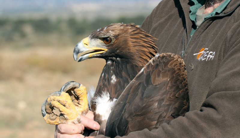 Águila real en proceso de recuperación por parte del Departamento de Rehabilitación de GREFA.