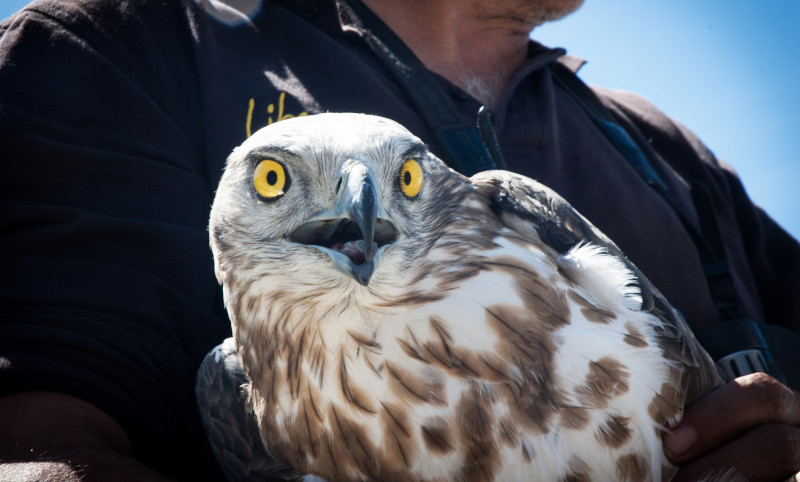 El águila culebrera "Ulises" instantes antes de ser liberada.
