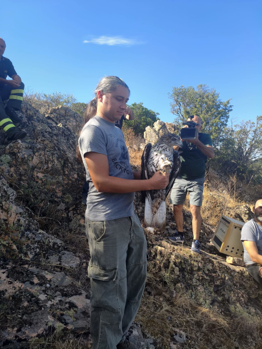 Momento de la liberación de una de las águilas que GREFA llevó a Cerdeña.