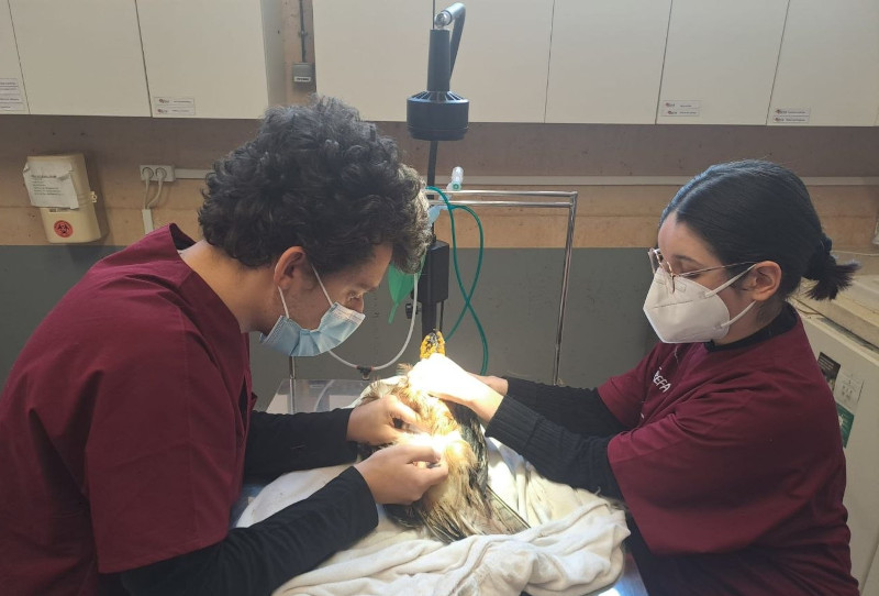 Dos personas participantes en el curso reciben formación práctica en el Hospital de Fauna Salvaje de GREFA. 