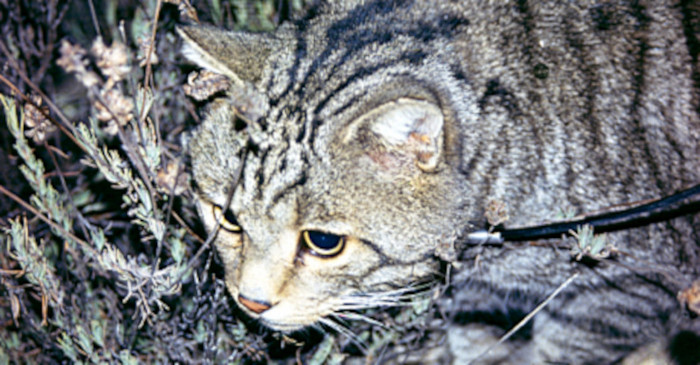La gata montés Claudia.