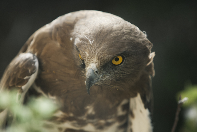 Naturaleza Viva. El Águila Culebrera