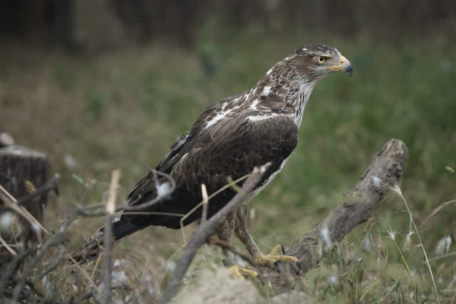 Águila de Bonelli