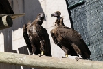 1. Dos buitres negros destinados a ser liberados en el medio natural dentro del proyecto de reintroducción de esta especie amenazada en el Pirineo catalán.