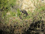 7. Pollo en su nido de la reserva de Boumort (Pirineo catalán), tras ser engendrado por una pareja de buitres negros reintroducidos.