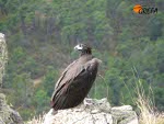 9. Buitre negro en libertad, en el que se aprecia la antena del emisor satelital que lleva acoplado.