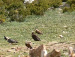 10. La reintroducción del buitre negro ha convertido al Pirineo catalán en el único lugar de Europa donde se pueden contemplar juntas cuatro especies de buitres (en la fotografía, en primer plano y en el centro, dos buitres negros rodeados de varios buitres leonados; en segundo término, un quebrantahuesos, con su característico plumaje anaranjado y negro, y un alimoche, identificable por su color mayoritariamente blanco)