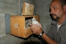  Fernando Garcés, secretario genera de GREFA, introduce un pollo de cernícalo primilla en una caja nido.