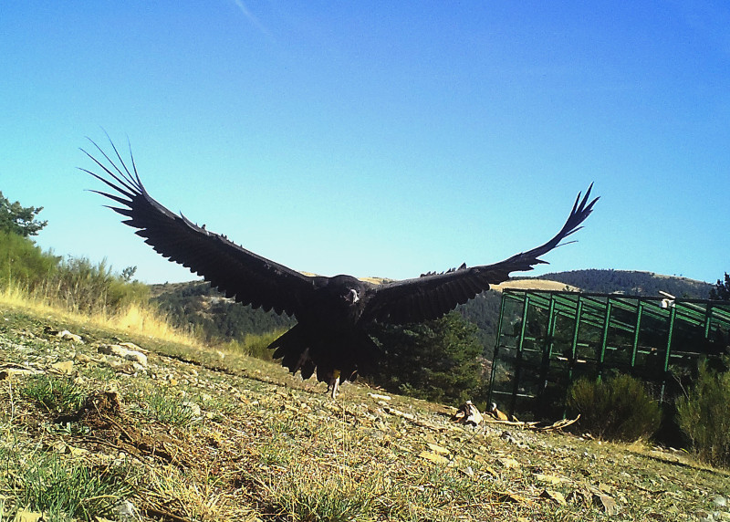 Un buitre negro vuela en la zona de recuperación de la especie de Huerta de Arriba (Burgos).